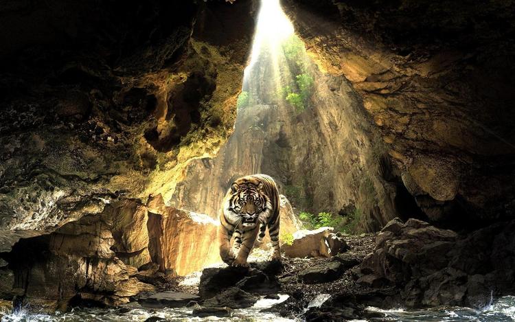 A Tiger Prowling in a Sunlit Cave